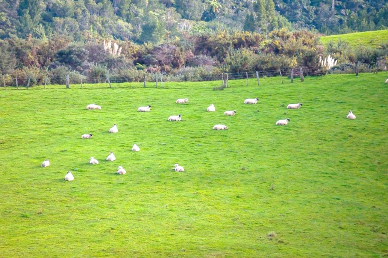 Owners Leaving NZ – 29ha Dairy Flat Landbank - Widok 6
