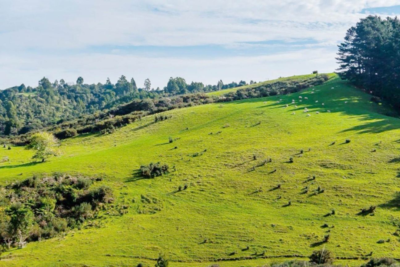 Owners Leaving NZ – 29ha Dairy Flat Landbank - Więcej