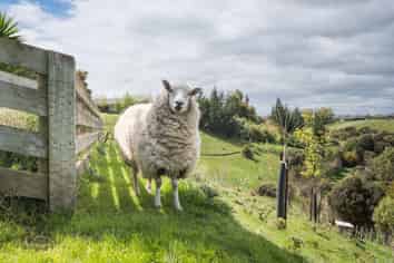 49 Wapiti Avenue, Feilding
