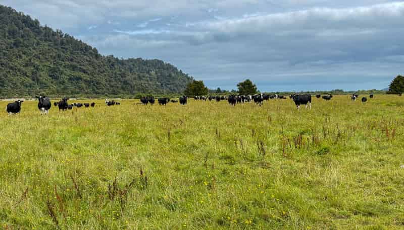 221 Docherty Creek Rd and Waiho Flat Road , Franz Josef Glacier