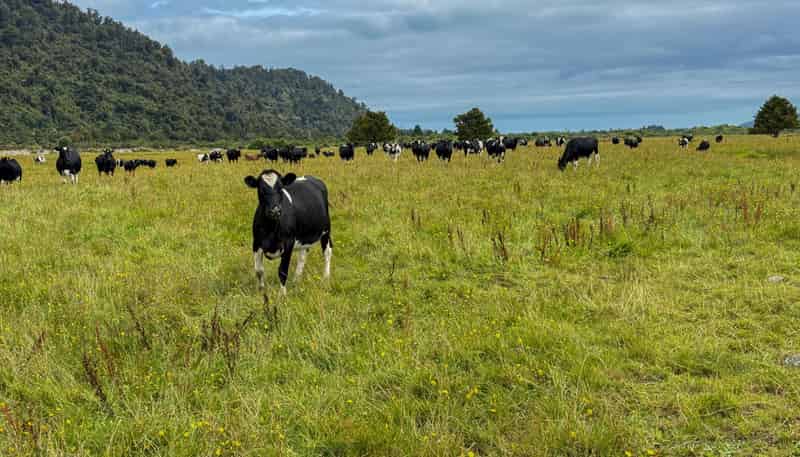 221 Docherty Creek Rd and Waiho Flat Road , Franz Josef Glacier