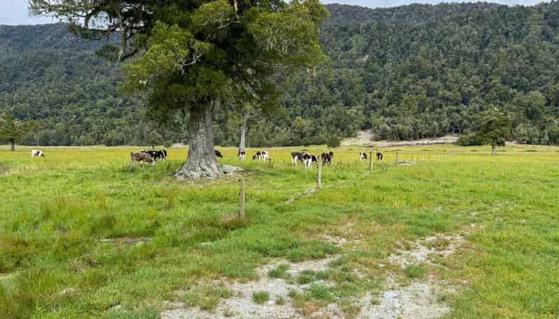 221 Docherty Creek Rd and Waiho Flat Road , Franz Josef Glacier