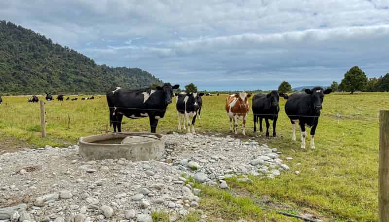 221 Docherty Creek Rd and Waiho Flat Road , Franz Josef Glacier
