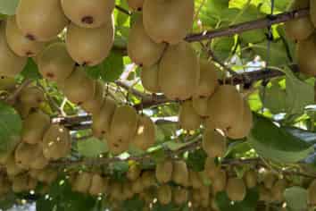 89 Work Road, Aongatete