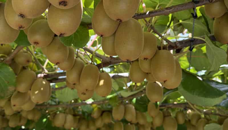 89 Work Road, Aongatete