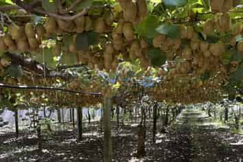 89 Work Road, Aongatete