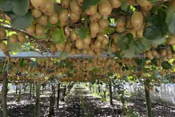 89 Work Road, Aongatete