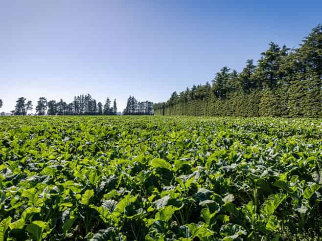 1710 Ealing Montalto Road, Ashburton