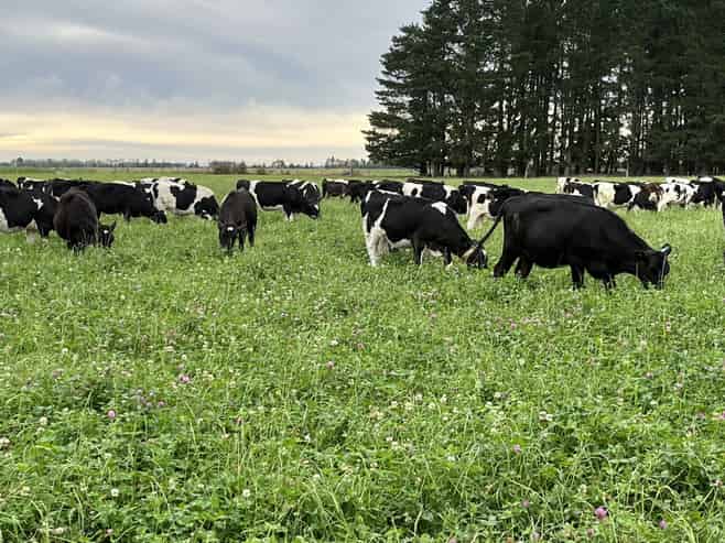 1710 Ealing Montalto Road, Ashburton