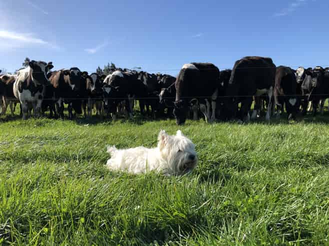 1710 Ealing Montalto Road, Ashburton