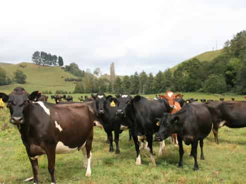 292 Gordon Road, Toko