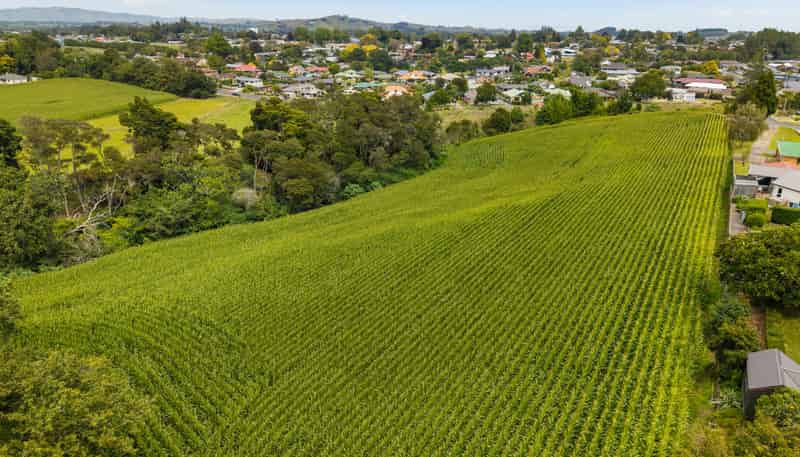 6 Seales Road, Morrinsville