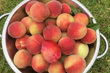 10 Mary Forgham Drive, Greenhithe