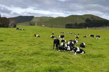 100 Heights Road , Shannon