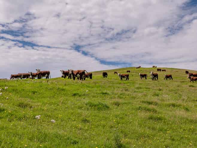 299 Domett Road, Cheviot