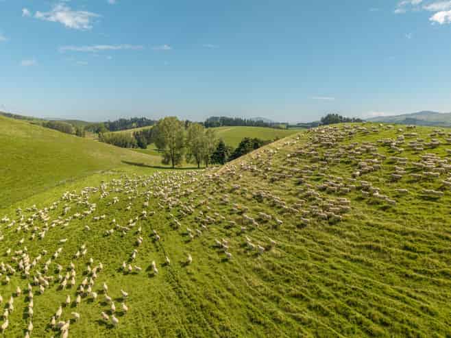 299 Domett Road, Cheviot