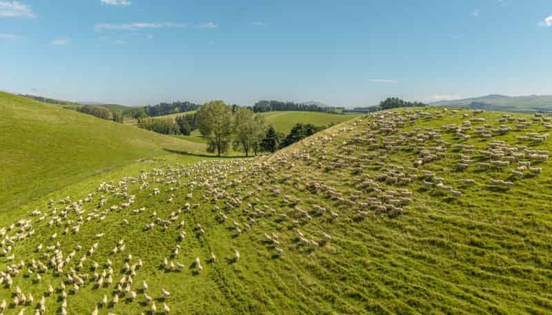 299 Domett Road, Cheviot