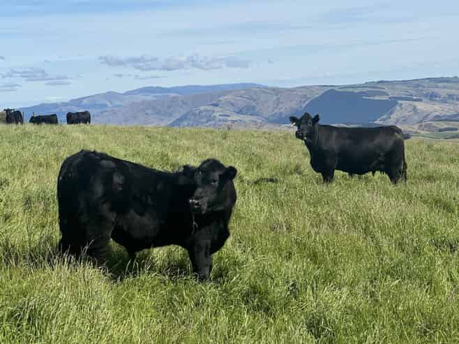 665-901 Tima Burn Road, Teviot