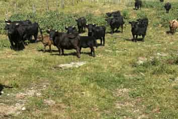 354 Paraite Road, Paraite