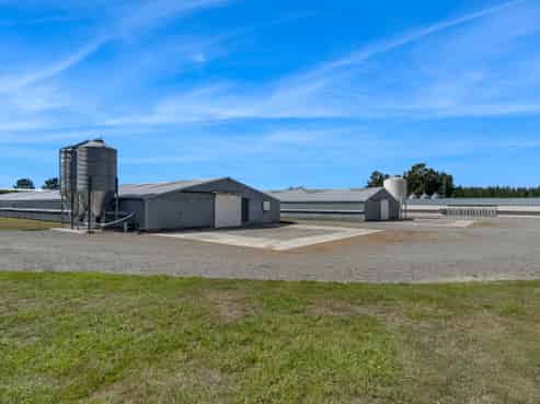 Immaculate Broiler Farm: Scale & Income