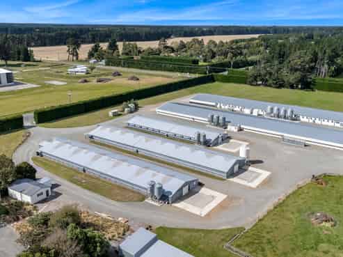 Immaculate Broiler Farm: Scale & Income