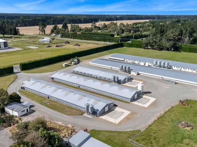 Immaculate Broiler Farm: Scale & Income