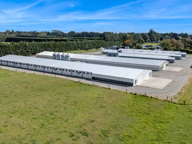 Immaculate Broiler Farm: Scale & Income