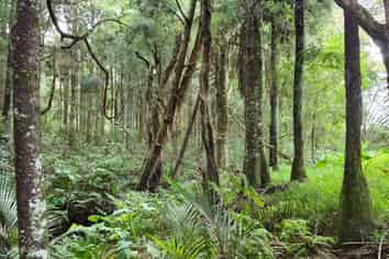 Lot 1, Dodd Road, Maungaturoto