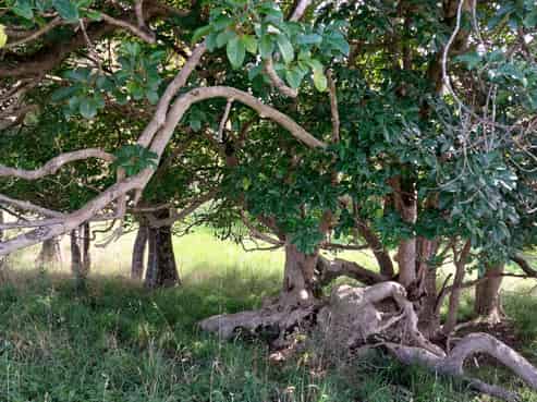 Lot/1 Arcadia Road, Paparoa