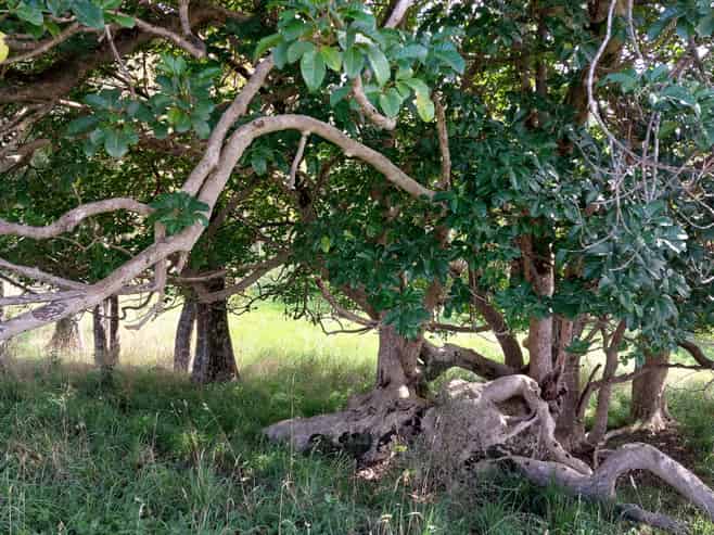 Lot/1 Arcadia Road, Paparoa