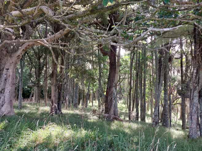 Lot/1 Arcadia Road, Paparoa