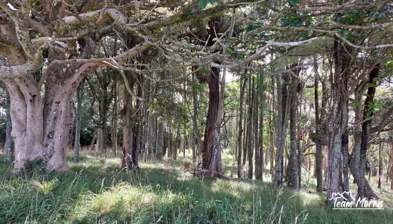 Lot/1 Arcadia Road, Paparoa