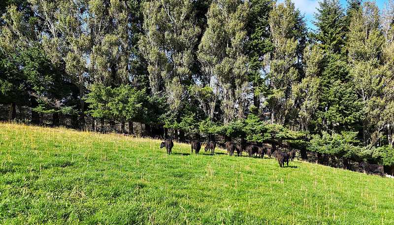 126 Ridgedale Road, Te Anau