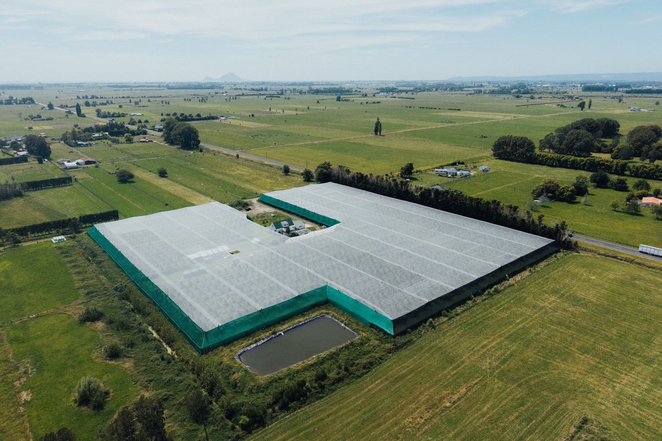 Fully covered 3.0 ca/ha licensed Ruby Red Kiwifruit - Mehr