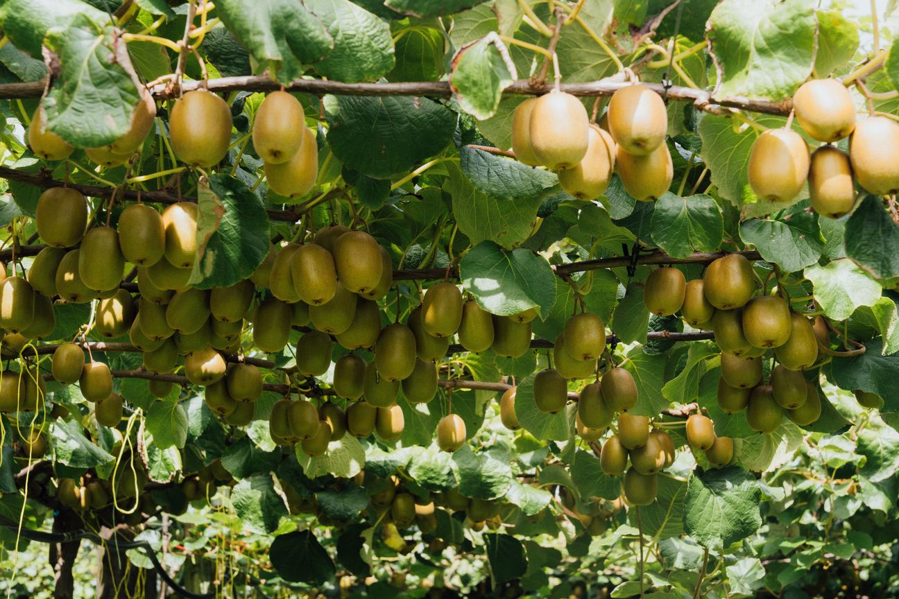 Fully covered 3.0 ca/ha licensed Ruby Red Kiwifruit - Ansicht 3