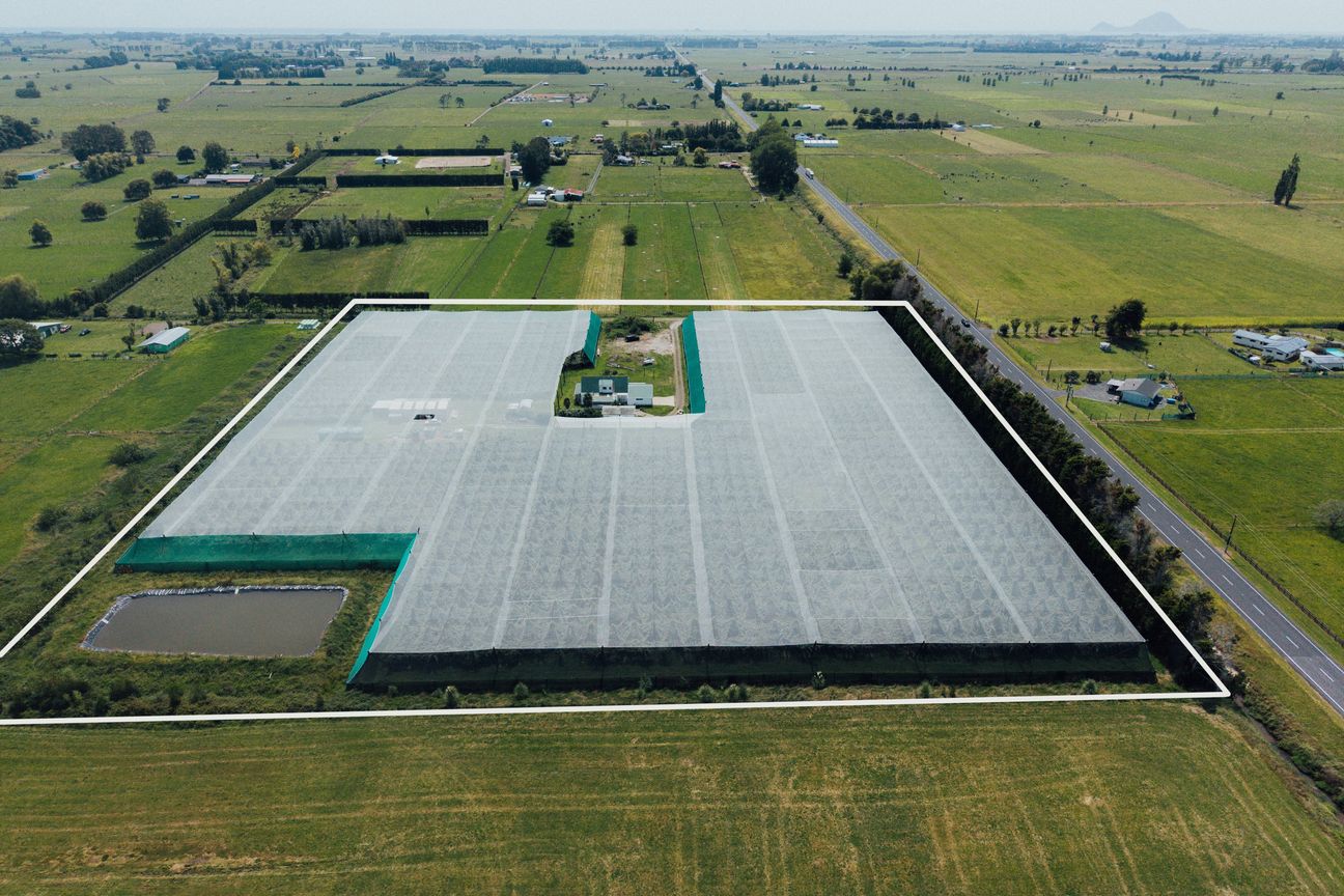Fully covered 3.0 ca/ha licensed Ruby Red Kiwifruit - Ansicht 5