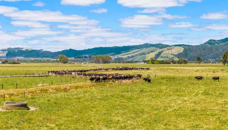 351 Otaua Road, Waiuku