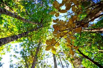 362 Wright Road, Dairy Flat