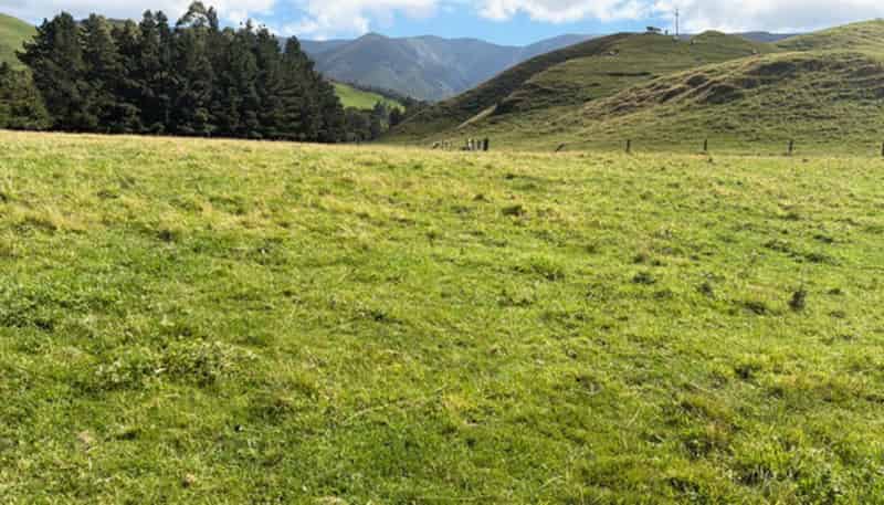 . Tamaki East Road, Dannevirke