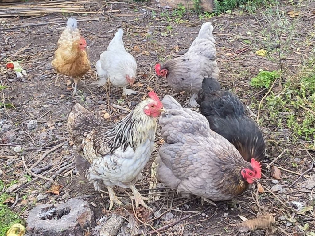 17 Dacre Street, Linwood, Christchurch City, Canterbury - Photo 3