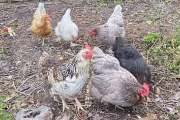 17 Dacre Street, Linwood