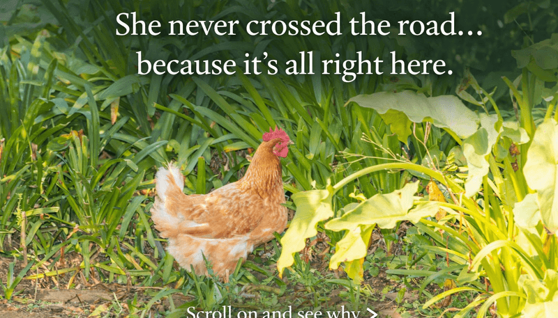 1574 Cambridge Road, Te Awamutu