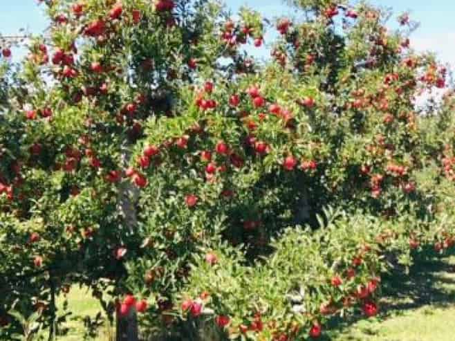  5 Kenny Road, 120 Willowbank Ave, 95 Eriksen Road, Meeanee