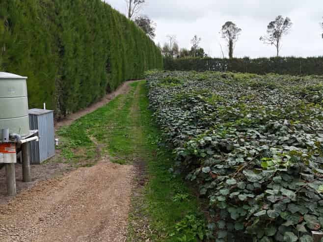 206 Casuarina Drive, Te Puke