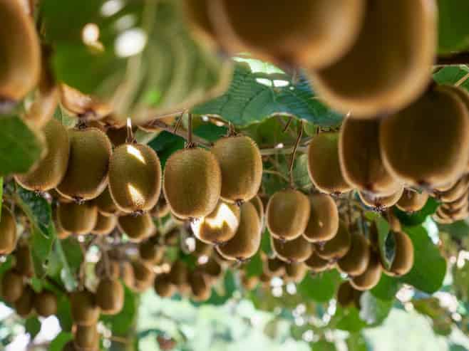 206 Casuarina Drive, Te Puke