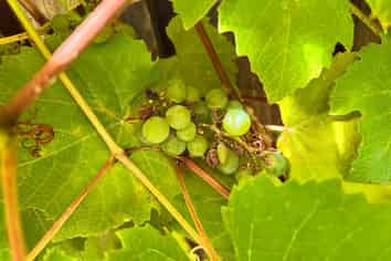 2/26 Tawa Street, Eastbourne