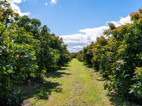 42 Ferry Road, Waerengaahika