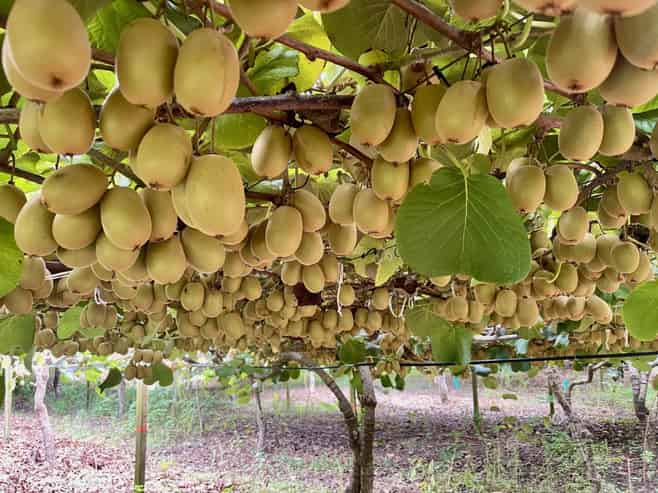 730 Old Coach Road, Pongakawa