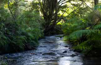 1238 Fern Flat Road, KAEO