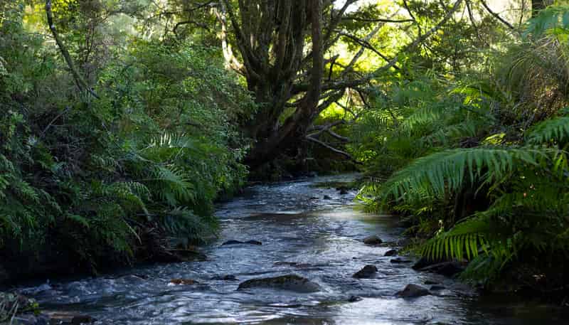 1238 Fern Flat Road, KAEO